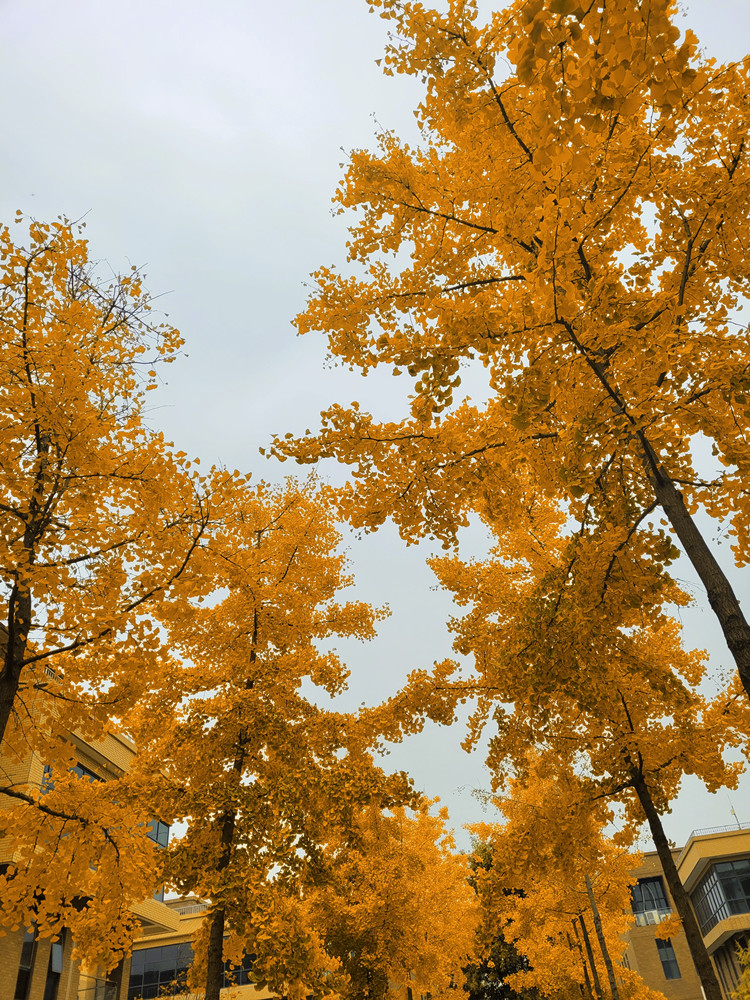 �L(ch��ng)�ſƼ��a(ch��n)�I(y��)�@