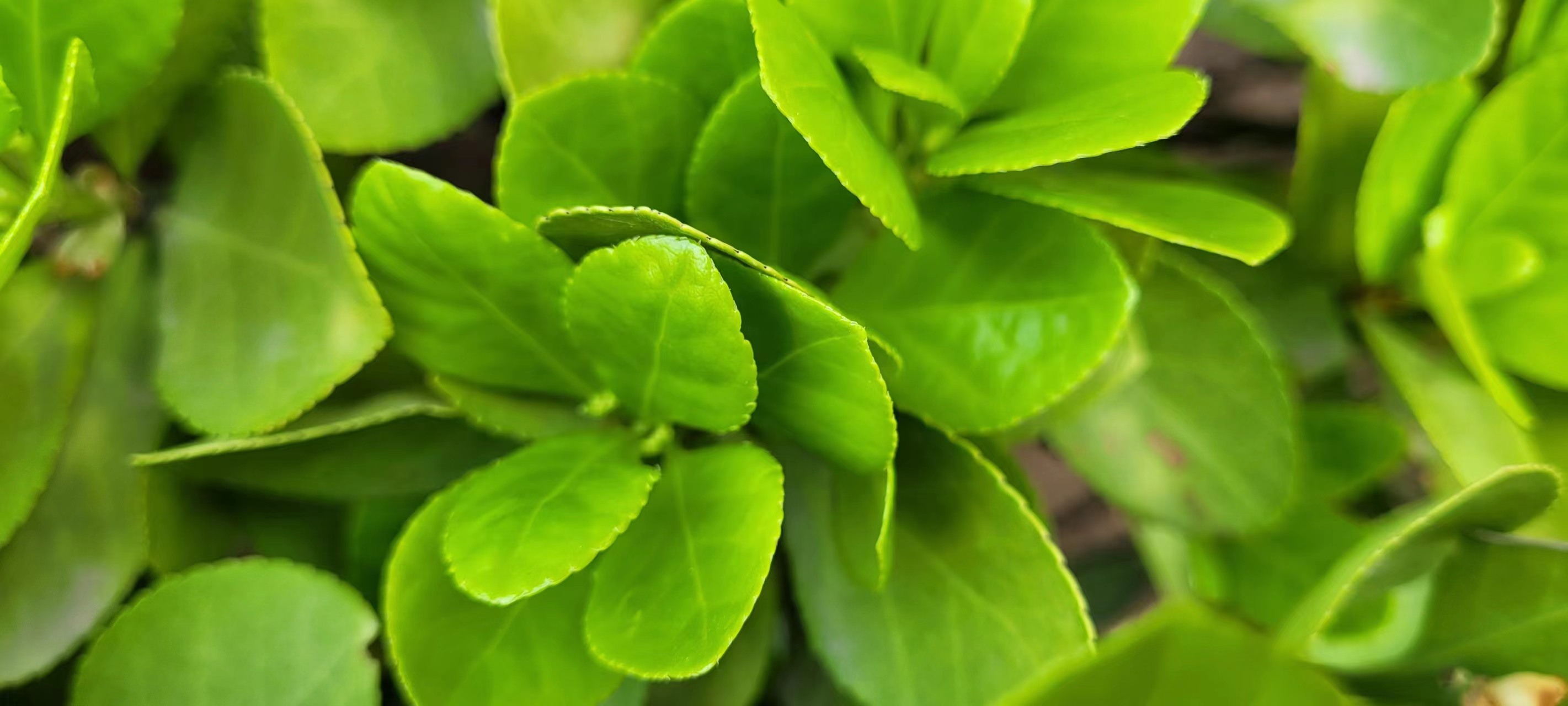 �L(ch��ng)�ſƼ��a(ch��n)�I(y��)�@